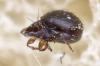 Phauloppia lucorum